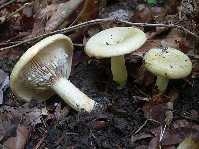 Escursione  madre  2008